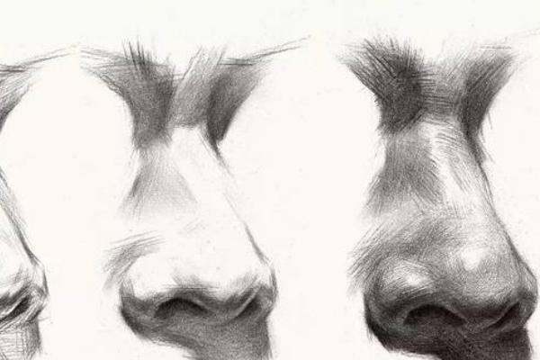 素描鼻子怎么画，首先了解鼻子的结构