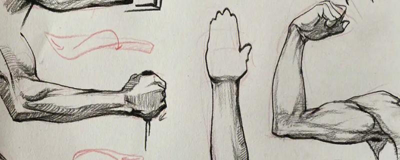 人体绘画中手臂肌肉的结构是什么，包括三角肌、肱二肱三头肌等