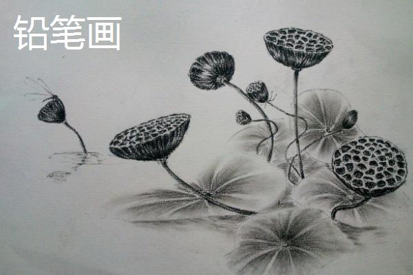 铅笔画和钢笔画的区别