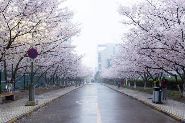 云南艺考生可报考的外省学校