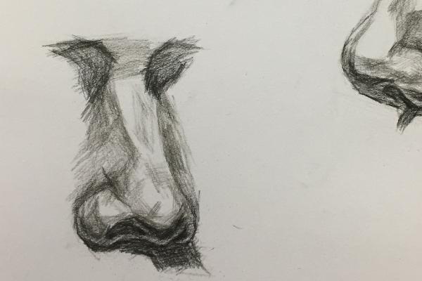 素描鼻子怎么画，首先了解鼻子的结构