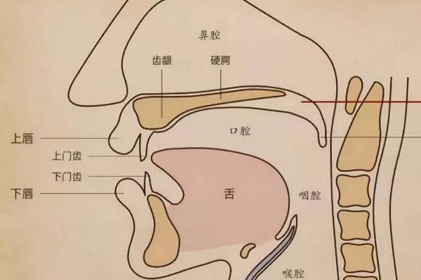 如何快速打开口腔，首先要做到让口腔位置变大