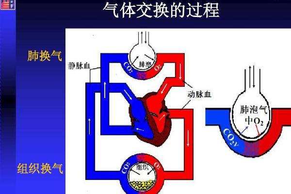 配音怎么换气，最好的做法就是换气无声