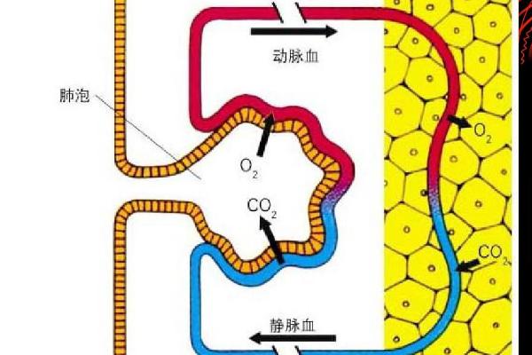 配音怎么换气，最好的做法就是换气无声