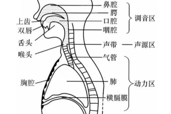软腭抬起来是啥感觉，会明显感到自己的后半部分属于抬起的姿势