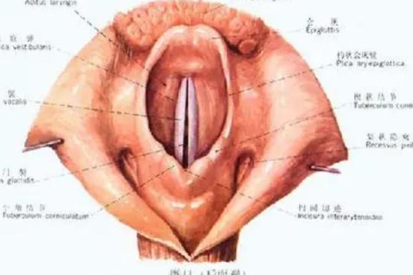 声带边缘化发声是什么，声带是属于拉紧的方式