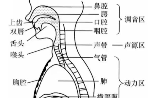 口腔共鸣训练法，包括口腔训练和气息训练