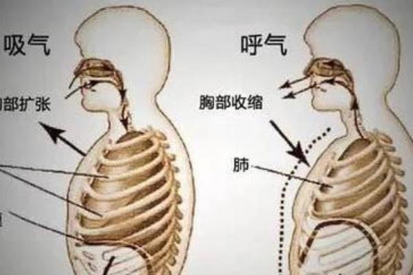女伪男如何利用胸腔共鸣，先进行开嗓压音的步骤