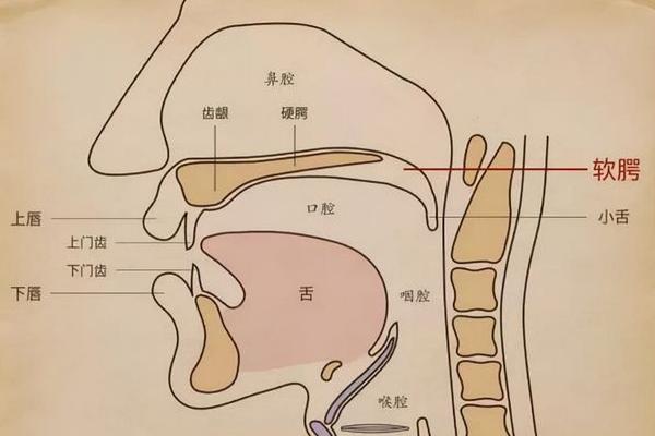 女伪男如何利用胸腔共鸣，先进行开嗓压音的步骤