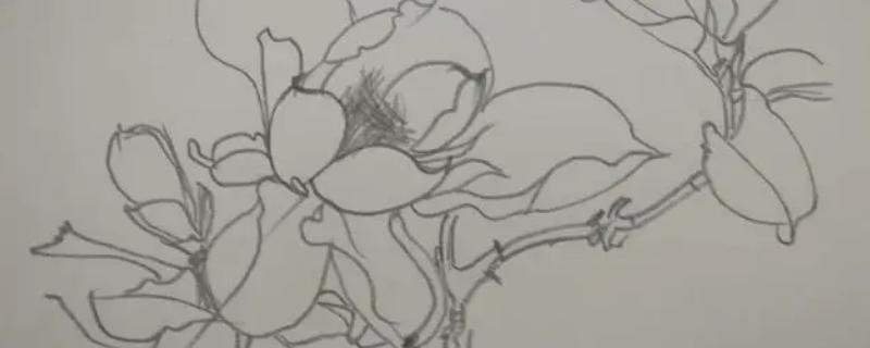 素描的花卉如何画好，首先根据花卉形状确定好构图