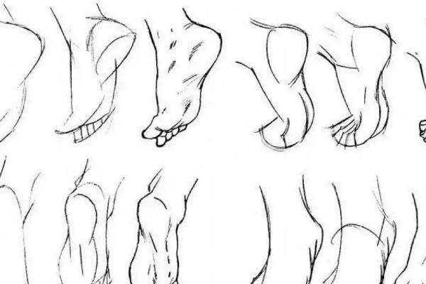 绘画脚部结构比例是怎么样的，脚和脚趾的比例是4：1
