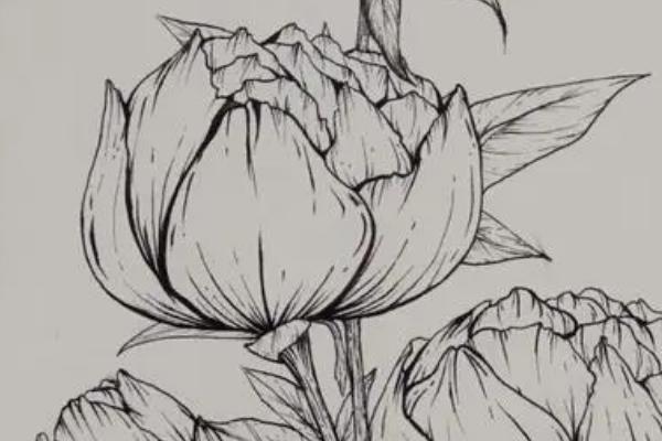 素描的花卉如何画好，首先根据花卉形状确定好构图