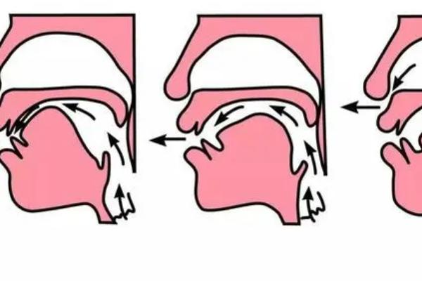 前后鼻音锻炼的是什么器官，是由神经中枢负责指令的下达
