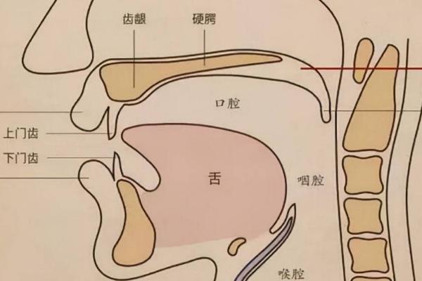 怎么让声音变得像女生，可提高喉软骨或多用口腔共鸣