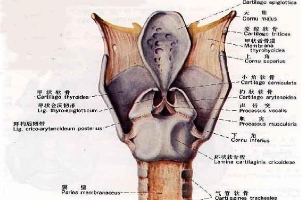 怎么让声音变得像女生，可提高喉软骨或多用口腔共鸣