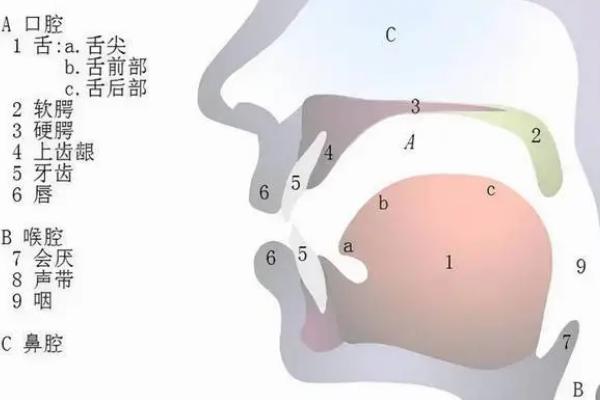 女主持人说话怎么发音，要注意语速节奏