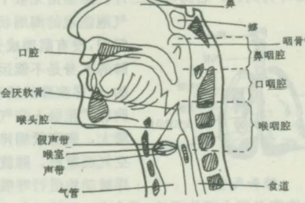 伪音咽腔共鸣怎么练，喉头需做到可以保持在较低的位置上