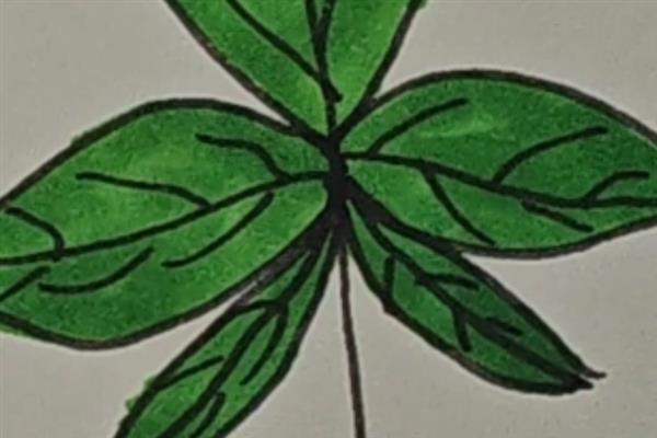 怎么用马克笔画植物树木，先用铅笔准确打形
