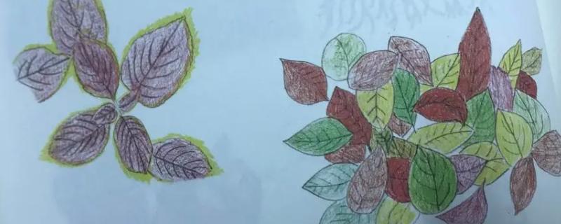 植物的叶子怎么画,要先了解植物生长的特点