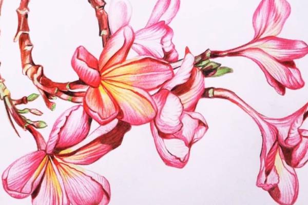 画插画新手怎么选彩铅，根据插画的风格和内容去选择