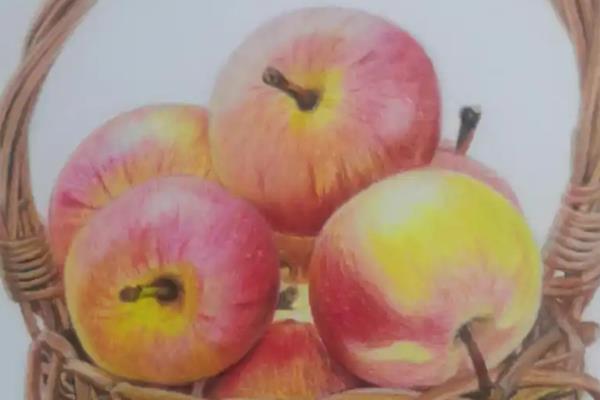 画插画新手怎么选彩铅，根据插画的风格和内容去选择