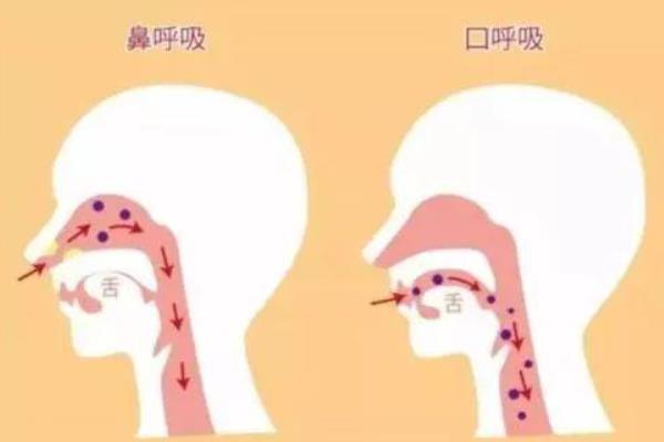 小白如何用腹腔发声，首先要学会深呼吸