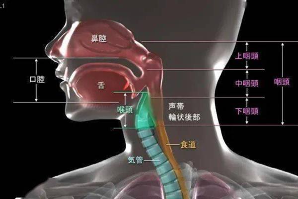 把嗓子变成烟嗓的方法，可练习腹式发声法