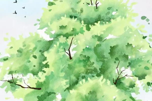 怎么画树木场景插画，首先描绘出基础轮廓