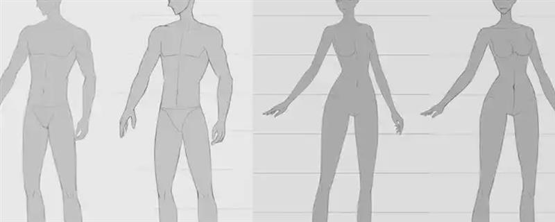 男女人体结构比例有哪些不同，肩膀、腰部和胯部比例均不同