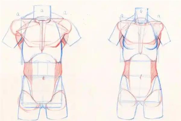 男女人体结构比例有哪些不同，肩膀、腰部和胯部比例均不同