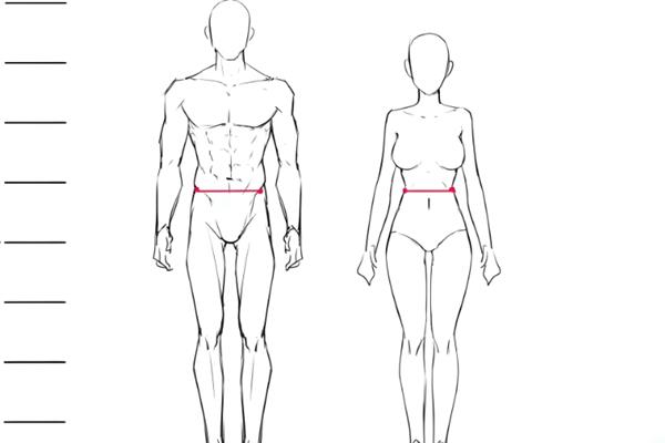 男女人体结构比例有哪些不同，肩膀、腰部和胯部比例均不同