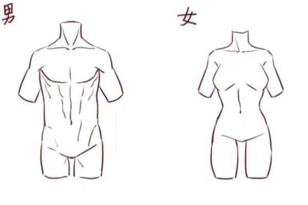 男女人体结构比例有哪些不同，肩膀、腰部和胯部比例均不同