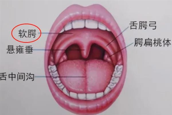 怎样让软腭一直抬着，可尝试以下2种方法