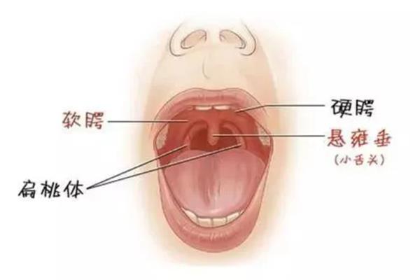 怎样让软腭一直抬着，可尝试以下2种方法