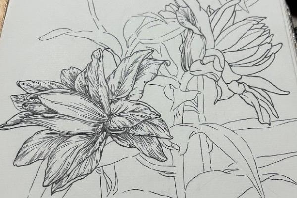 画画一开始用软铅还是硬铅，先用软铅起形再用硬铅刻画细节
