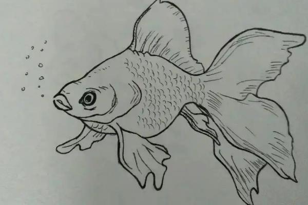 画画一开始用软铅还是硬铅，先用软铅起形再用硬铅刻画细节