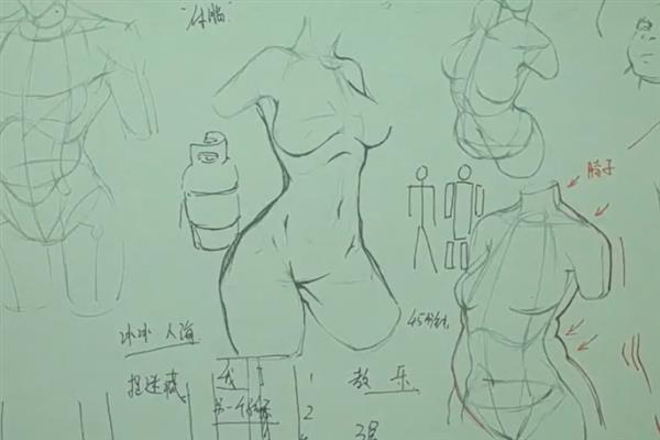 人体结构新手容易出错的地方，主要在于肩膀、肚子这两个部位