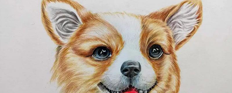 如何绘制狗狗彩铅画,用铅笔画出草图再用彩铅完善细节