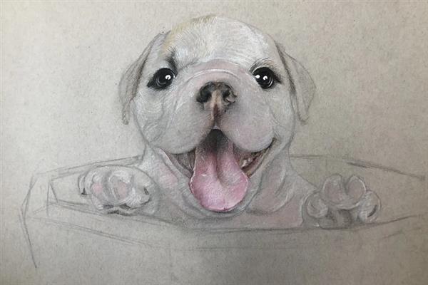 如何绘制狗狗彩铅画，用铅笔画出草图再用彩铅完善细节