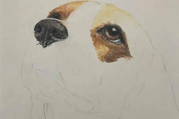 如何绘制狗狗彩铅画，用铅笔画出草图再用彩铅完善细节