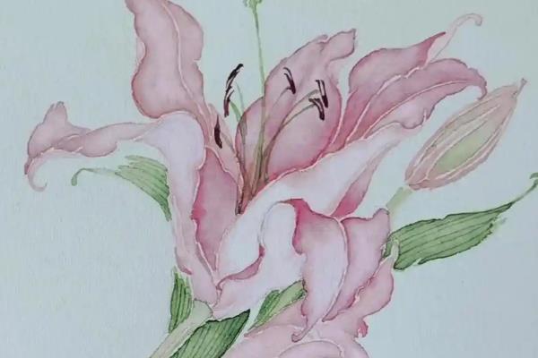 如何绘制百合花水墨画，用淡墨画出形态再上色