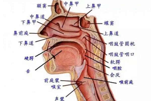 播音共鸣是用什么共鸣，可以用胸腔、口腔和鼻腔共鸣