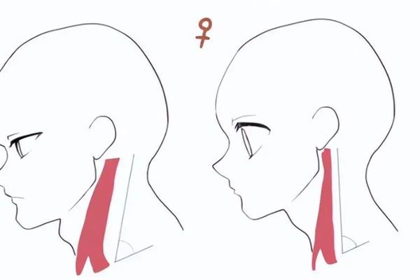 如何绘制人体的脖子肩膀，颈部画细些向下逐渐变宽