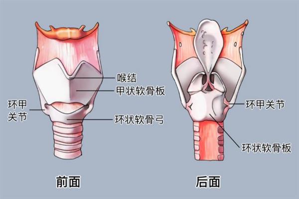 怎么学女伪男，可尝试将发声位置移动到后鼻腔