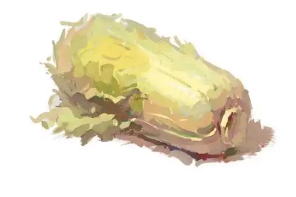 如何绘制水粉静物中的白菜，画出大致的形体结构再确定明暗关系