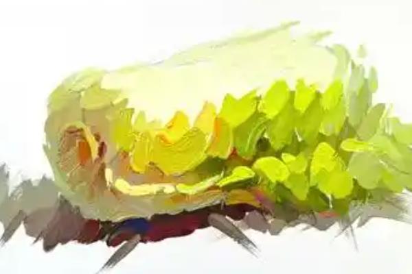 如何绘制水粉静物中的白菜，画出大致的形体结构再确定明暗关系