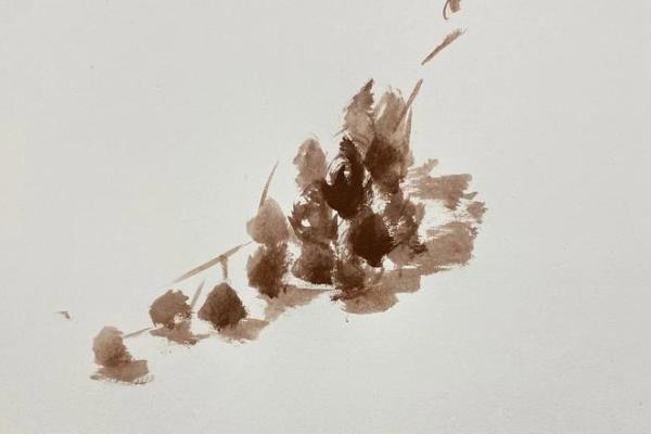 如何绘制水粉静物中的白菜，画出大致的形体结构再确定明暗关系