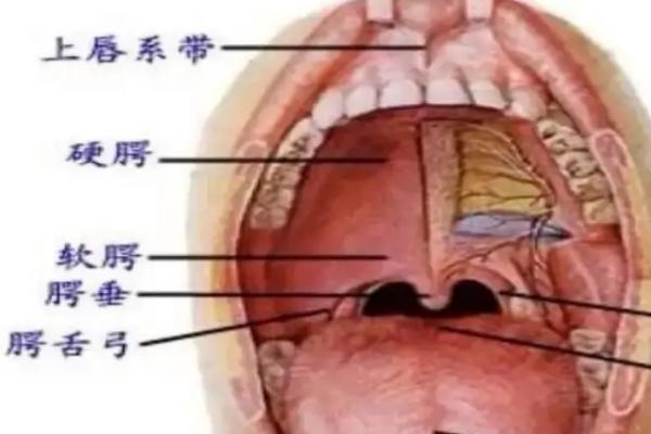 配音怎么抬软腭，先仰头再利用肌肉让软腭挺起