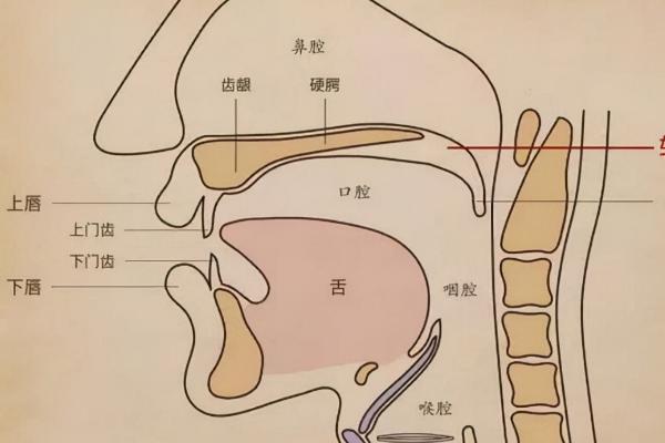 配音员为什么要口腔共鸣，可产生不同音色