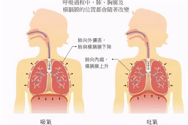 练习狗喘气的方法，吸气要注意自己的腹部的变化情况